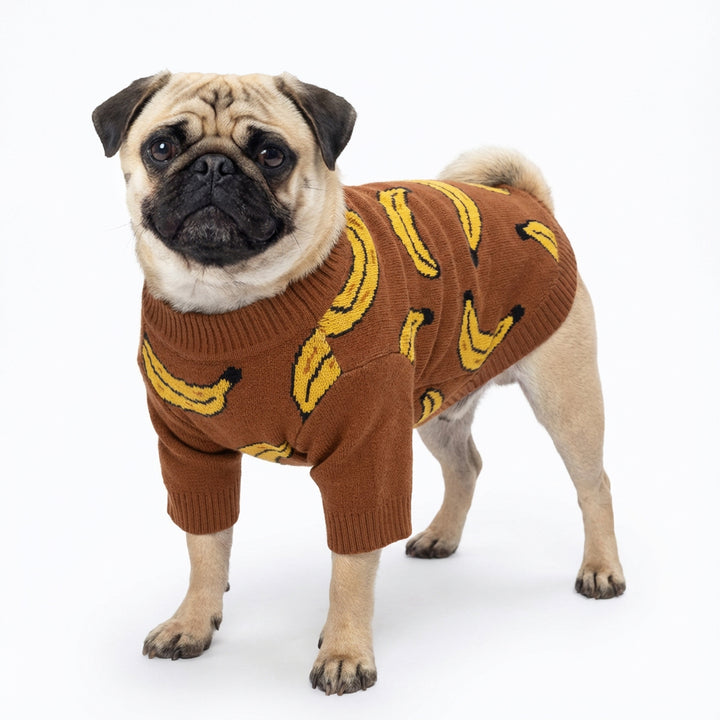 Pug wearing brown dog sweater with playful banana pattern on clean white background