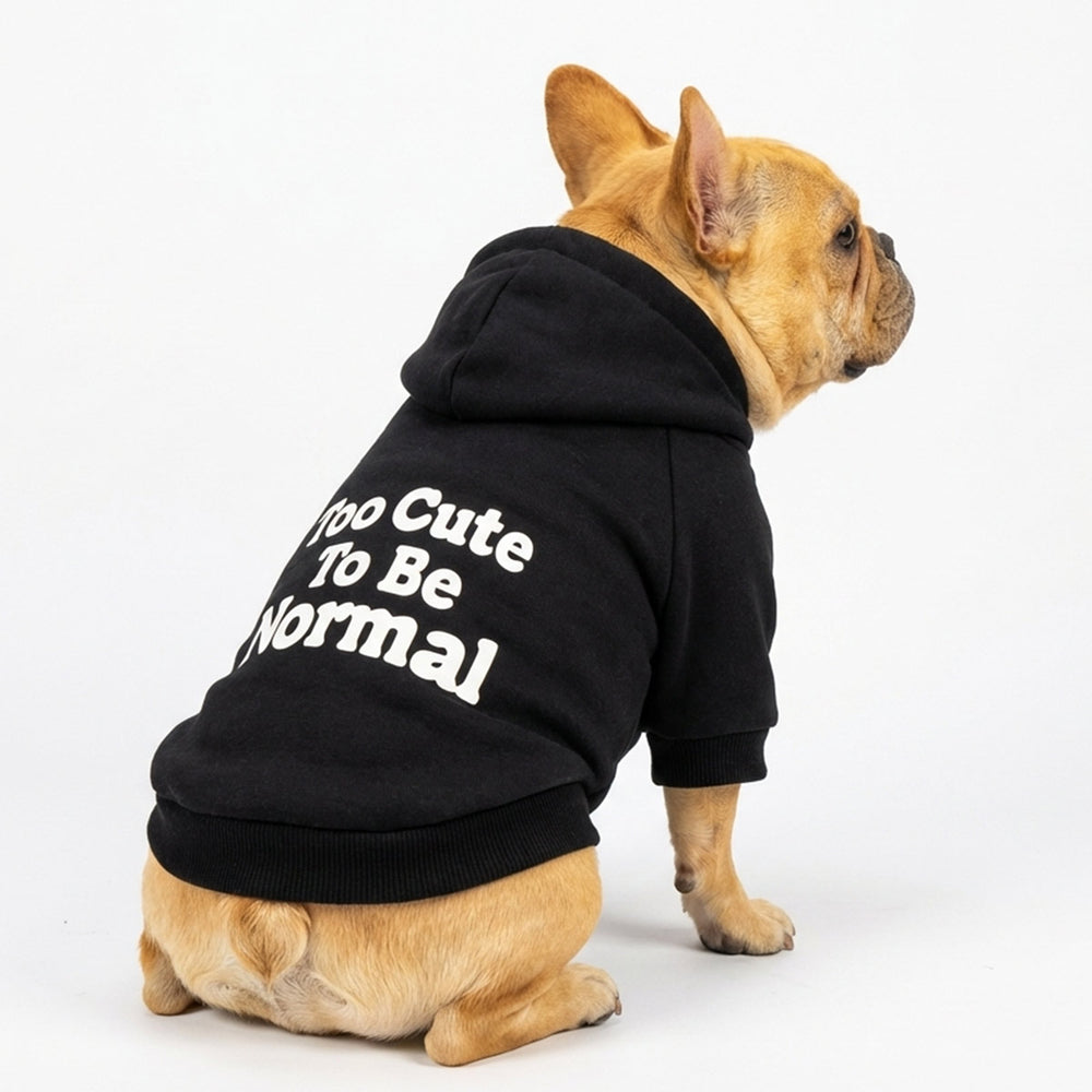 French bulldog wearing black dog hoodie with bold too cute to be normal lettering
