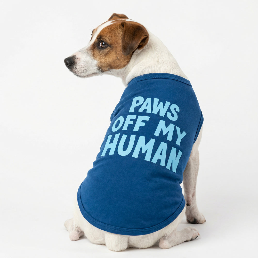 Dog wearing a blue shirt with 'PAWS OFF MY HUMAN' lettering on a white background