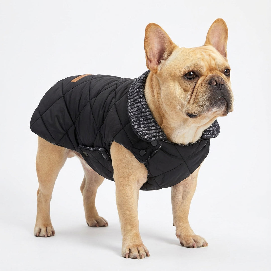 French bulldog in a reversible knitted dog coat