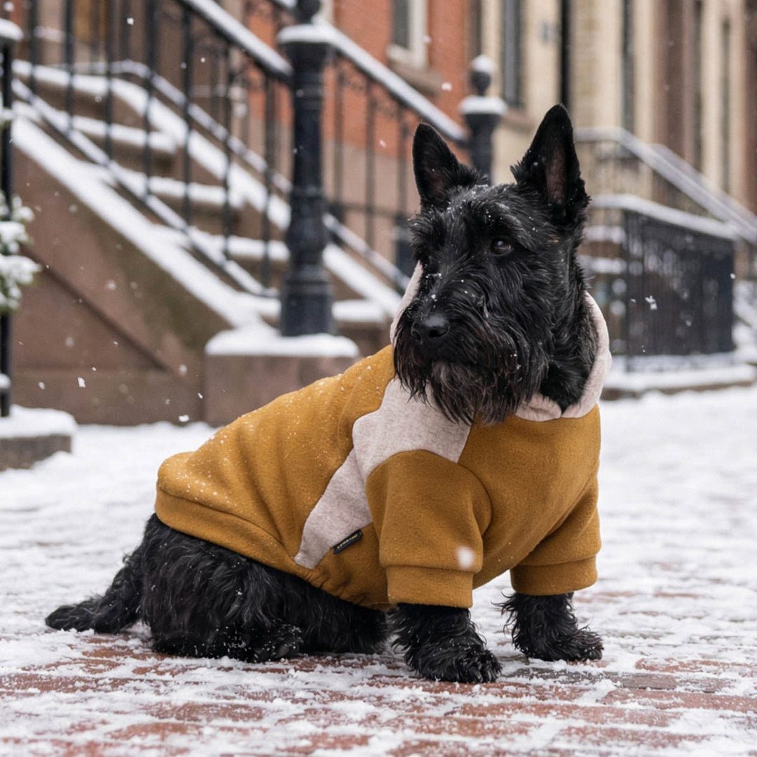 Schnauzer wearing a color block dog hoodie in a snowy urban setting