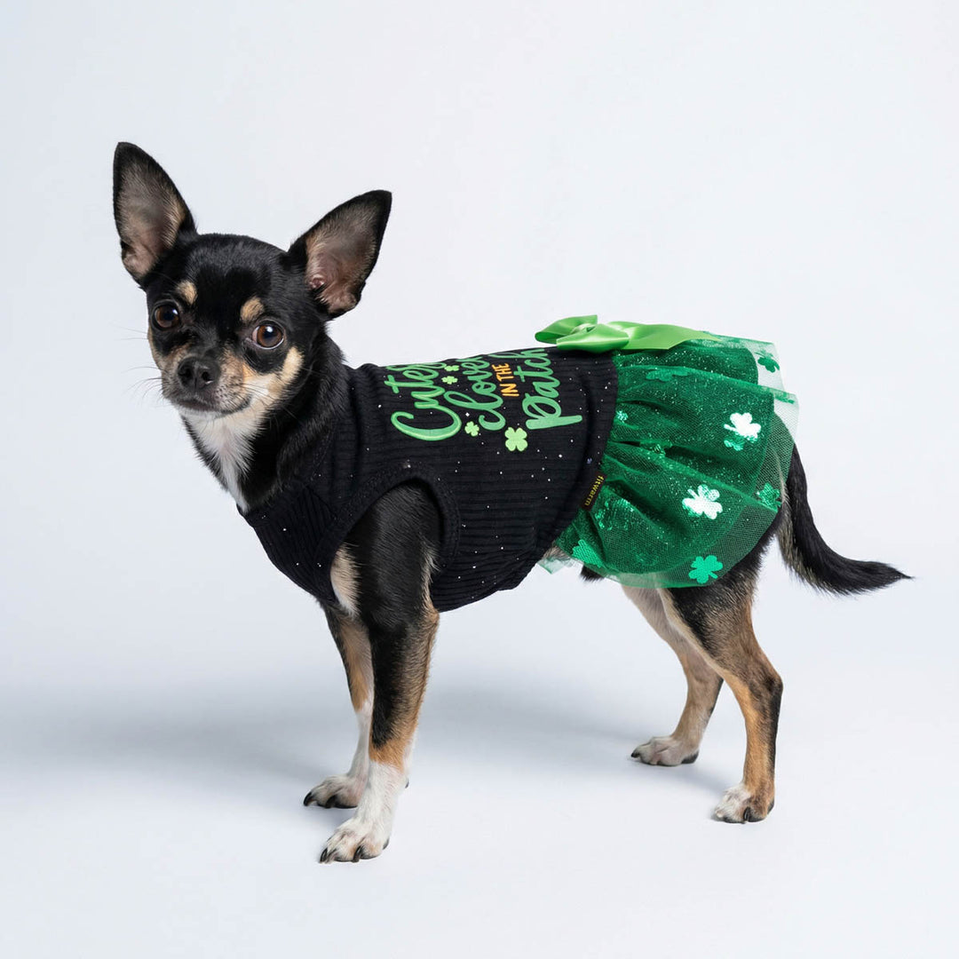 Chihuahua wearing a St. Patrick's Day dress for dogs with a green tutu skirt on a white background