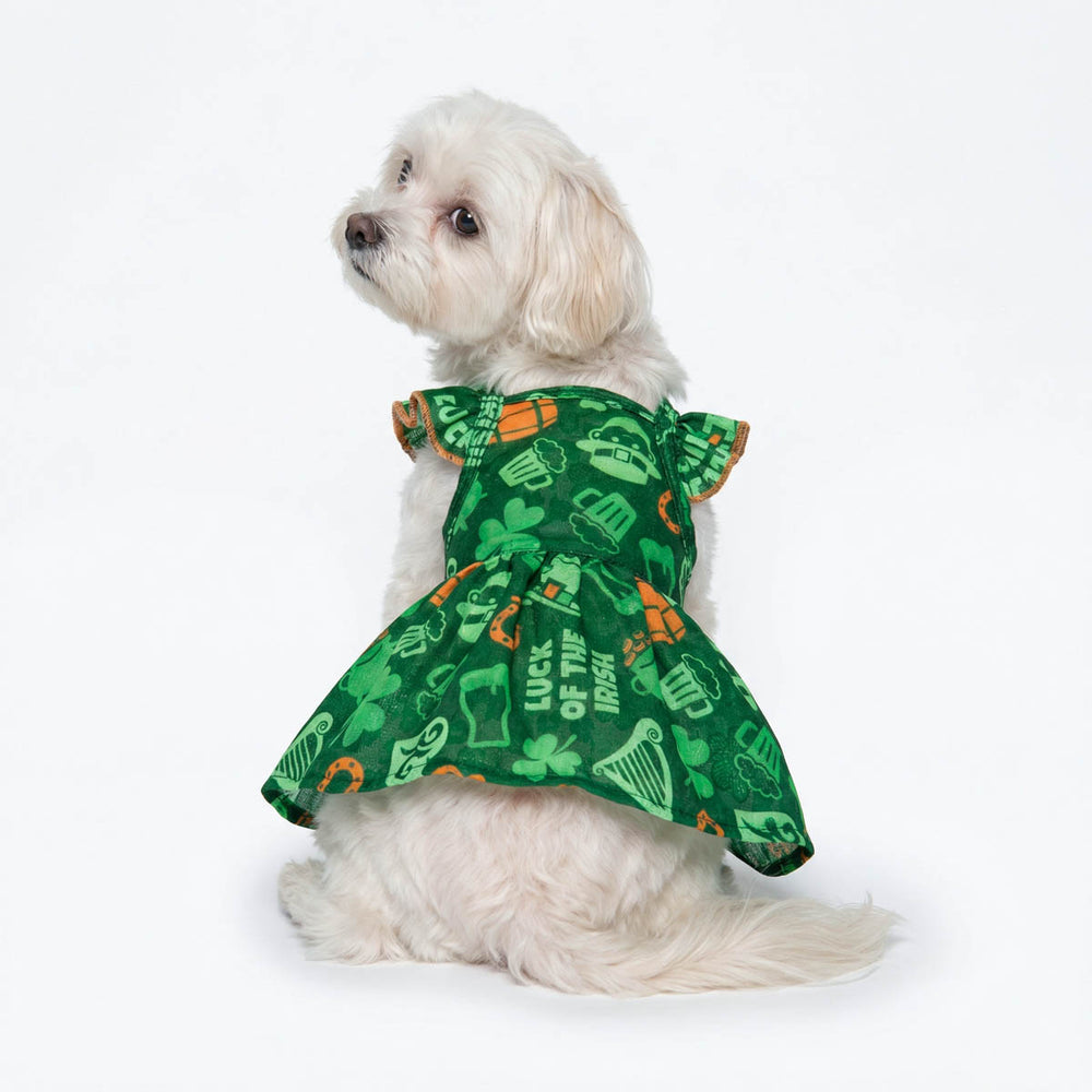 Small dog sitting with a St. Patrick's Day dog dress