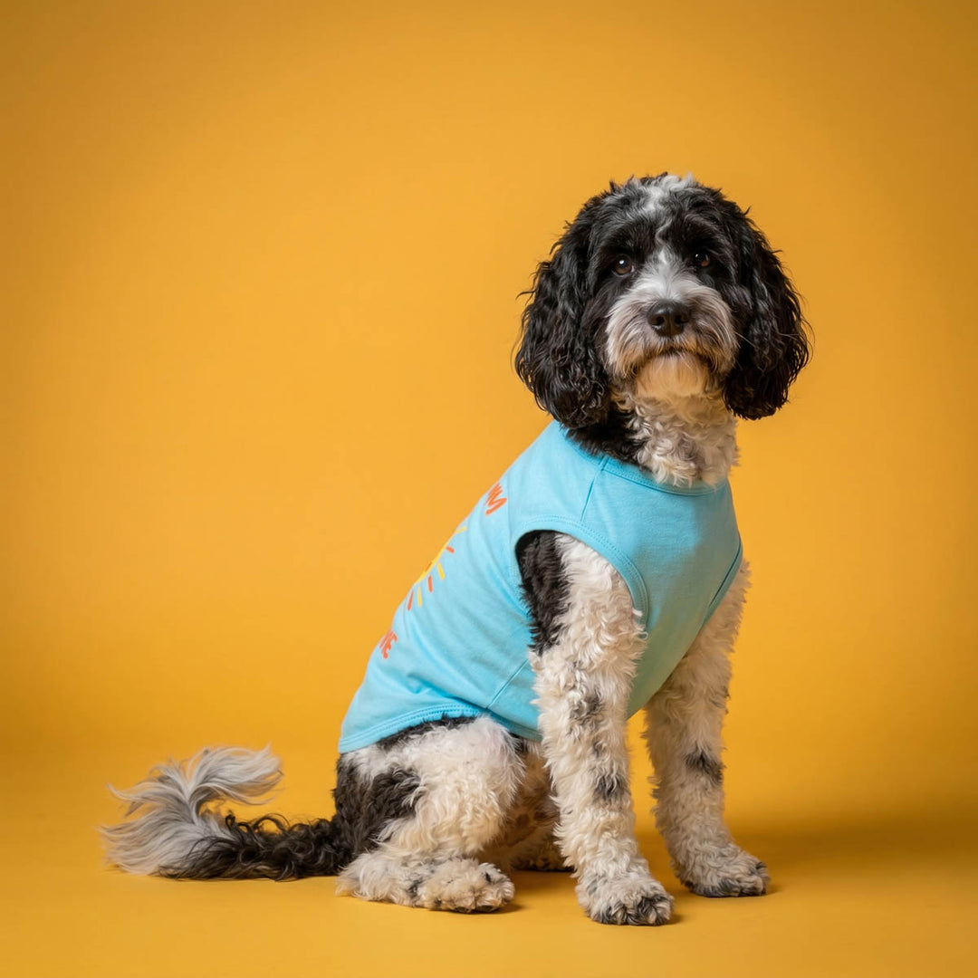Small dog sitting in a yellow background with a blue shirt for dogs
