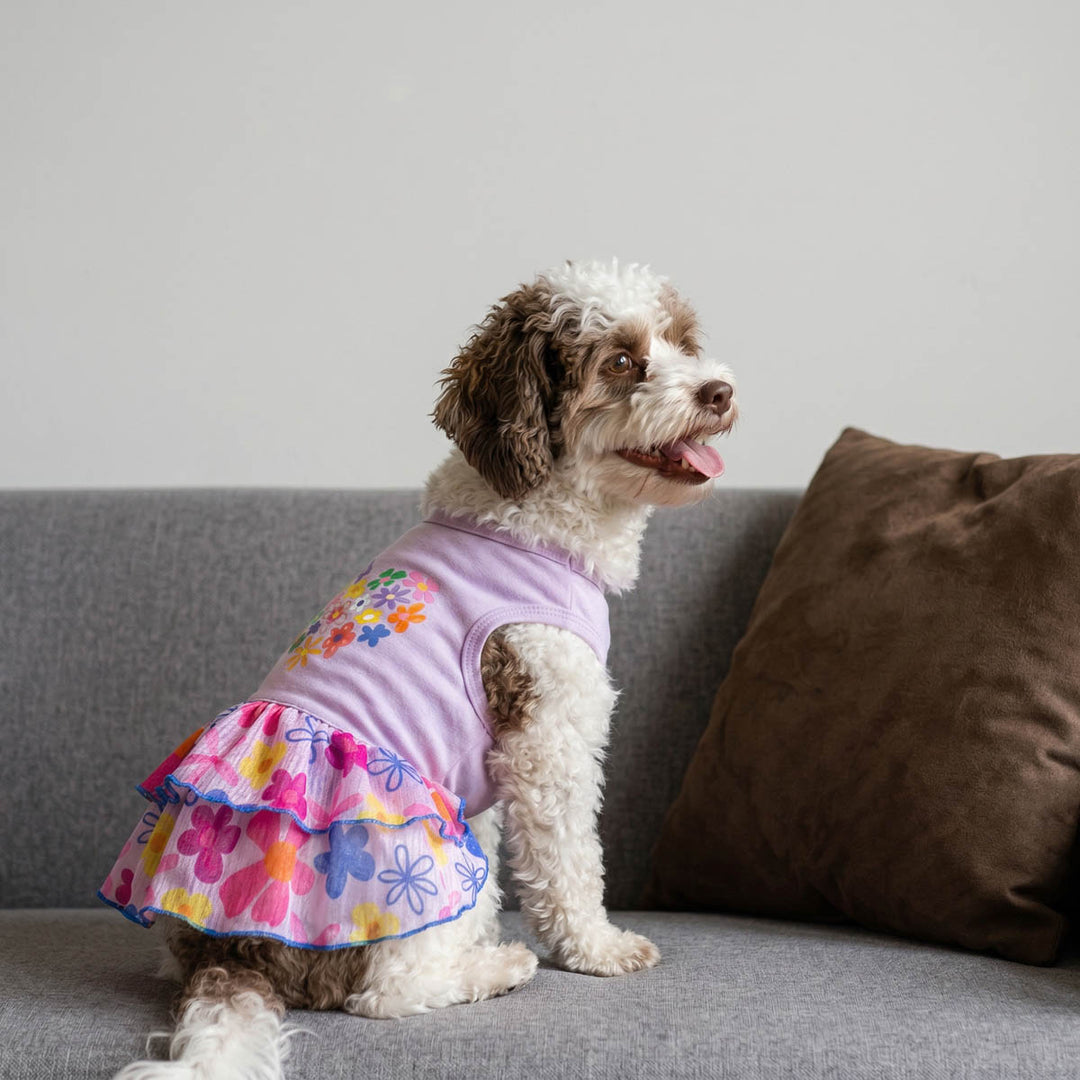 Small dog wearing a colorful tiered ruffle dog dress and sitting on a couch