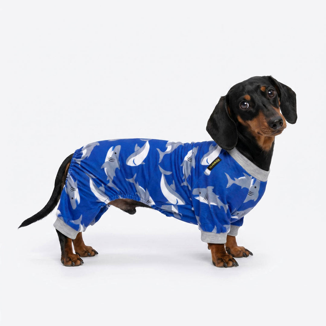 Dachshund stand in a white background with a shark prints dog pjs