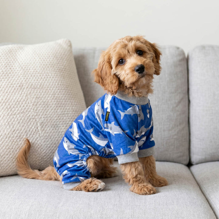 Small dog sitting on the sofa in a funny shark dog pjs