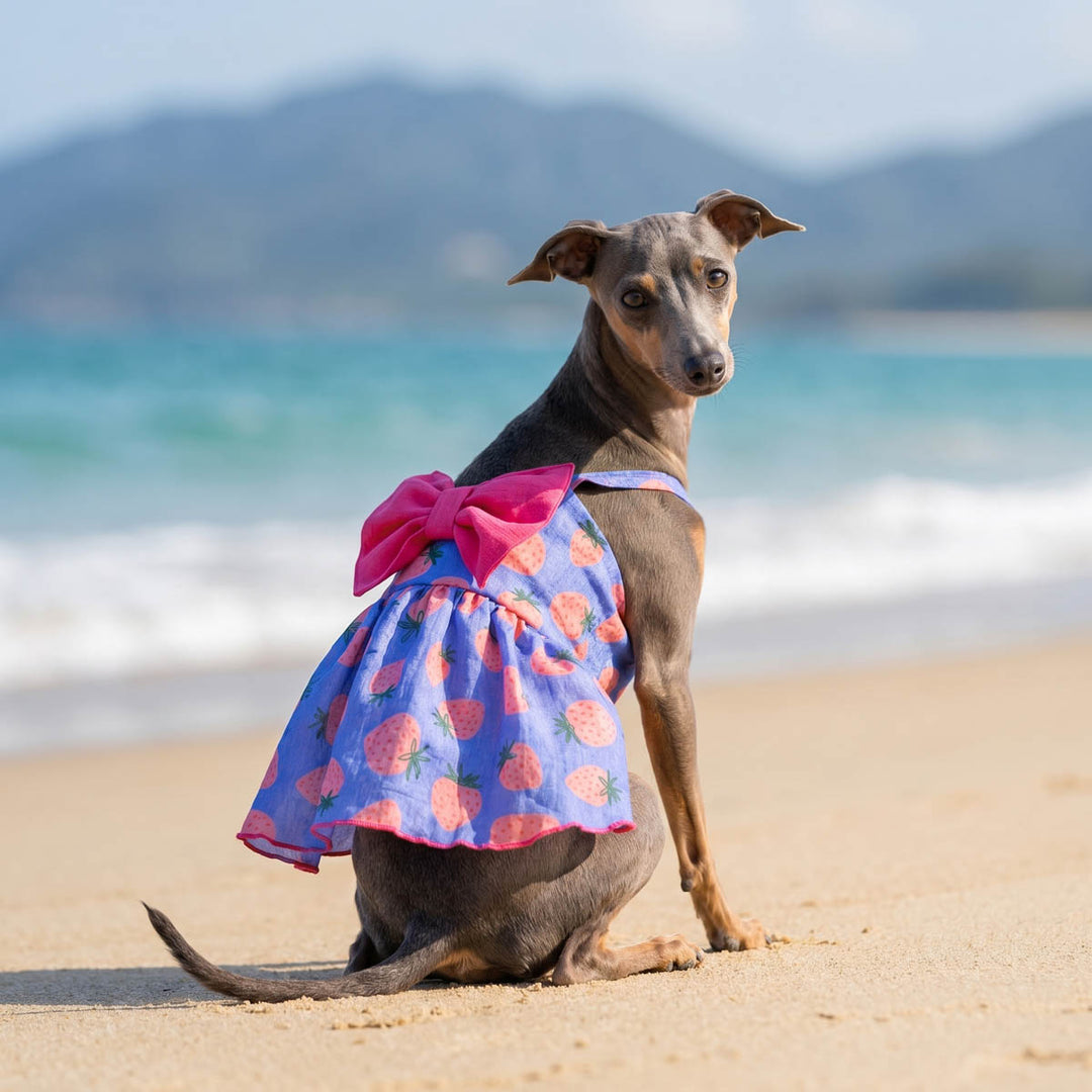 Italian Greyhound wearing a dog summer dress and sitting on the beach