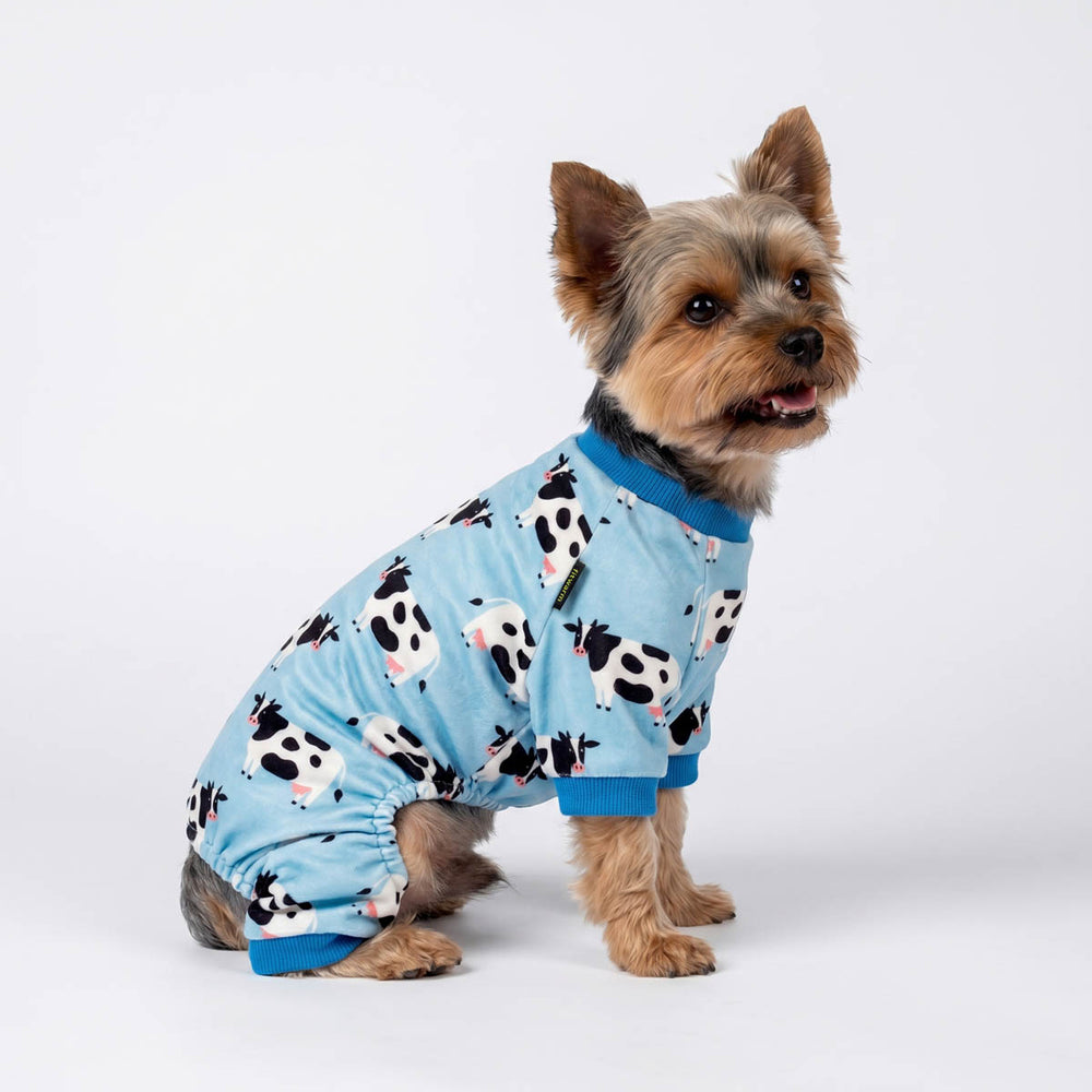 Yorkie wearing a funny milk cow prints dog pjs in a white background