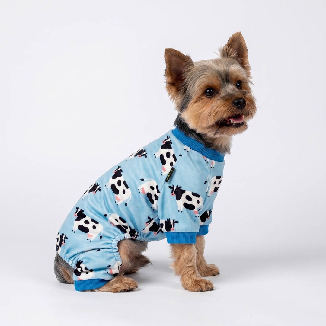 Yorkie wearing a funny milk cow prints dog pjs in a white background