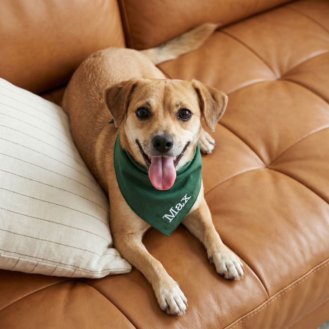 Custom Embroidered Dog Bandana