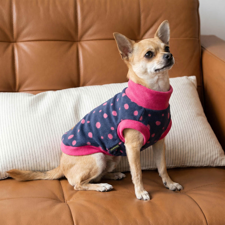 Chihuahua sitting on the sofa in a mock neck sweater for dogs