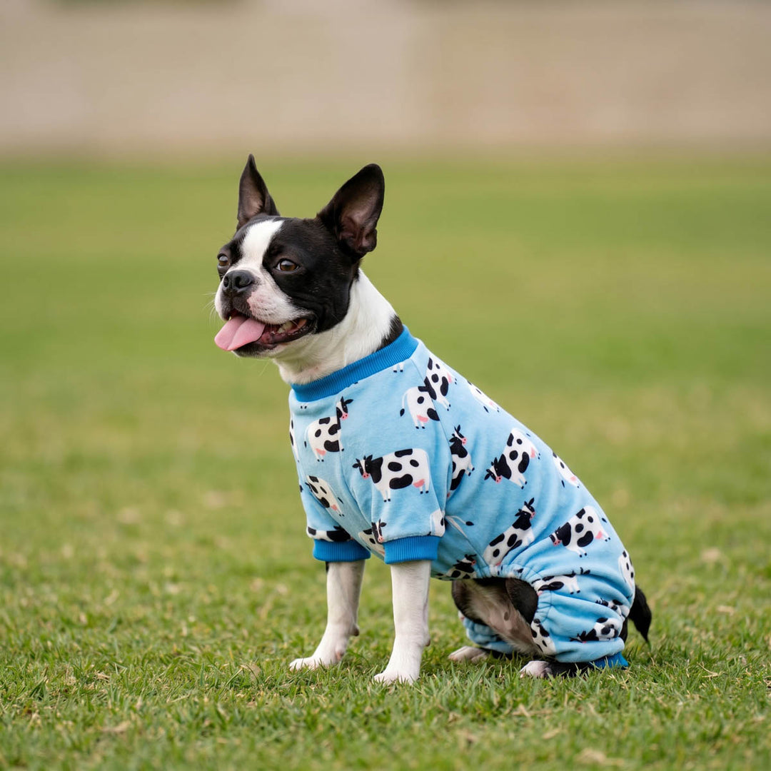 Boston Terrier in a funny milk cow dog onesie on the grass