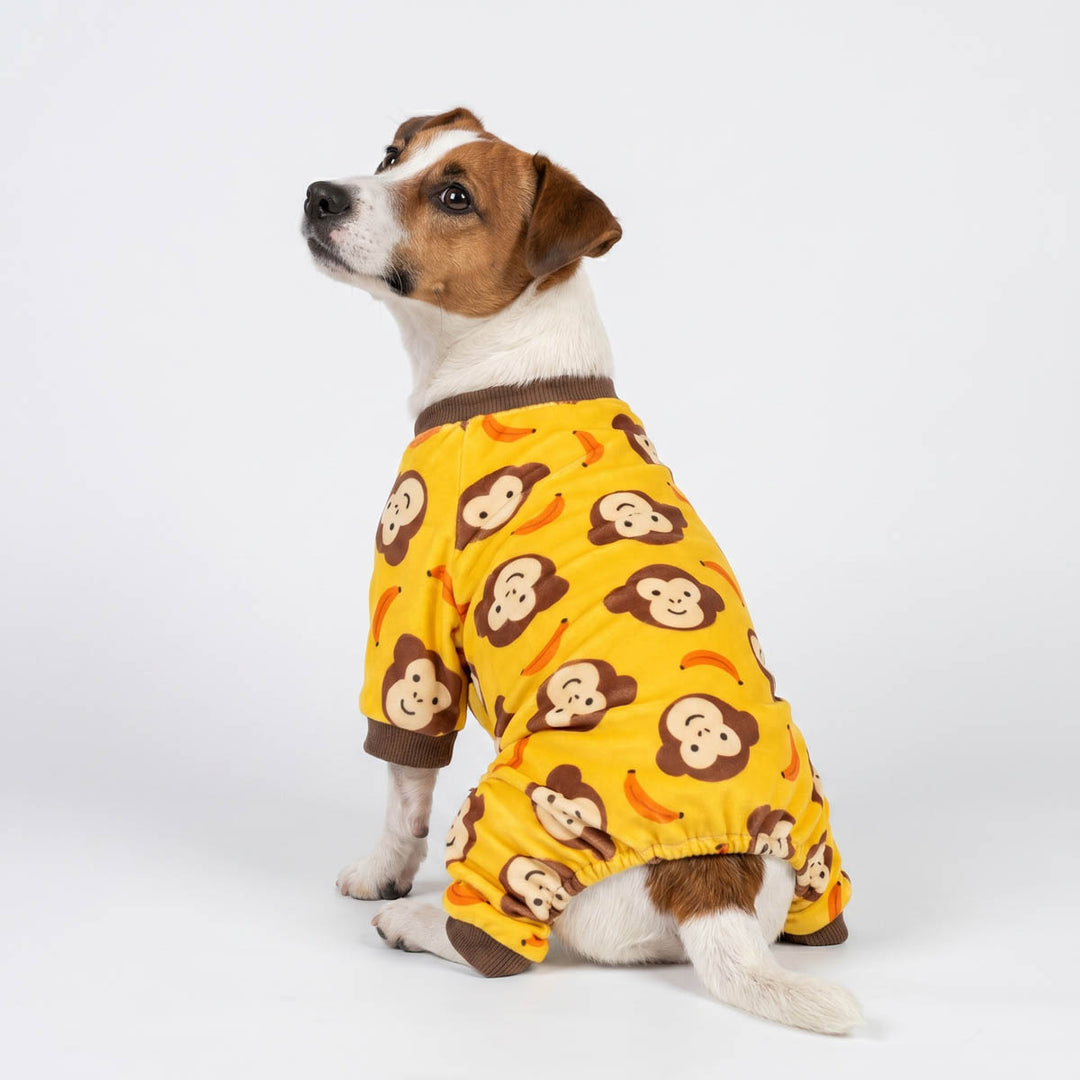 Jack Russell looks back with a funny monkey pajamas for dogs