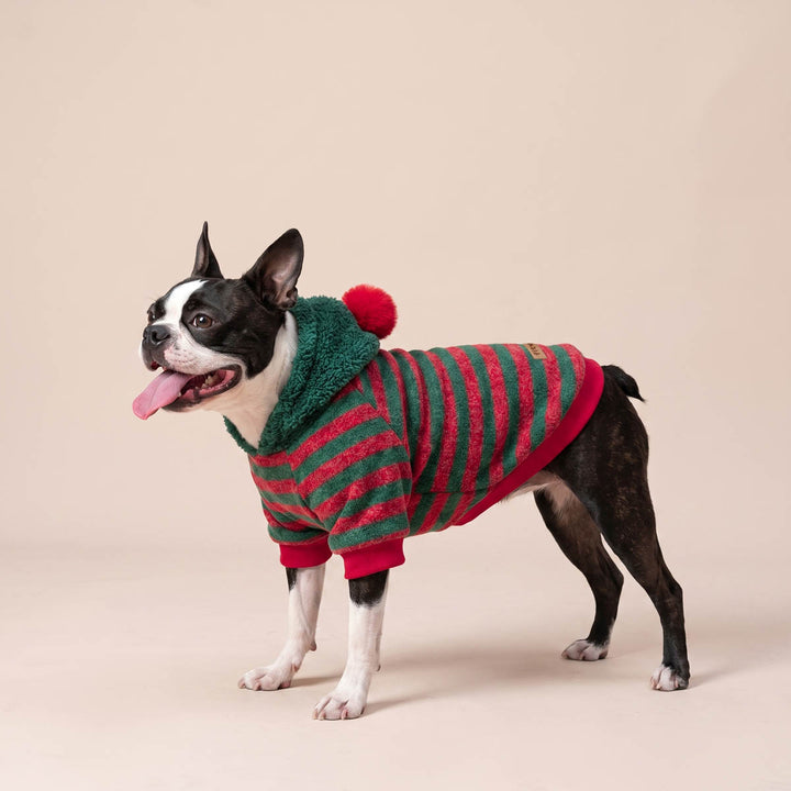 Boston Terrier standing on a beige background with a Christmas red and green striped dog hoodie