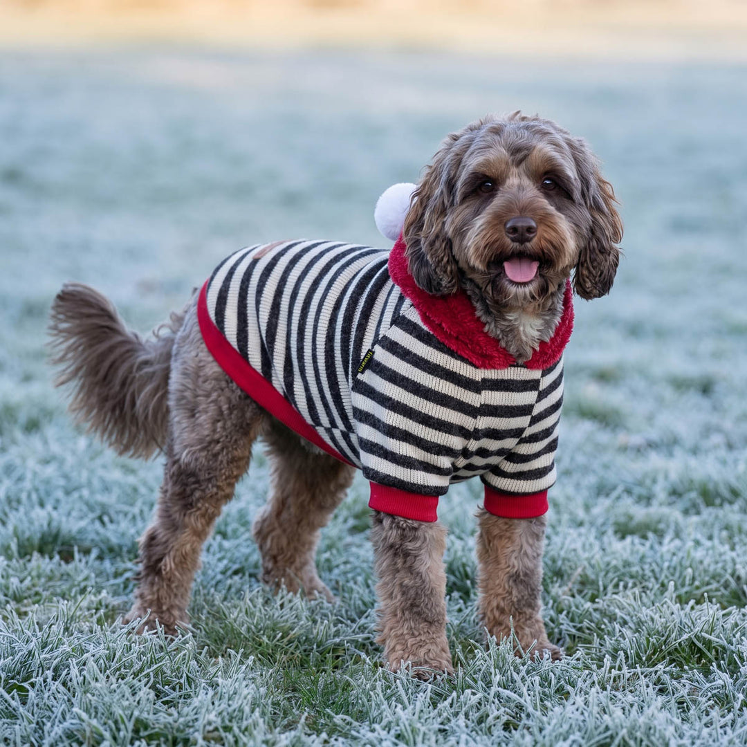 Small dog standing on a frosty grassy field, wearing a knit dog sweatshirt with black and cream stripes, red trim, and a red hood