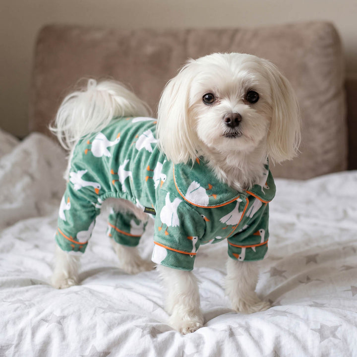 Maltese sitting on the bed with a collared neck dog pjs with playful duck prints