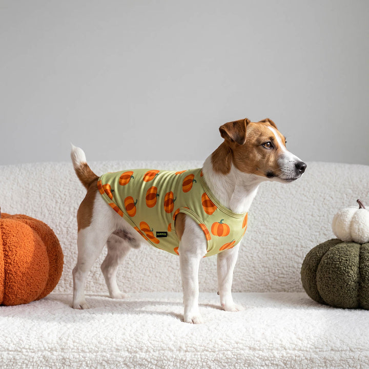 Small dog stands on a white textured sofa wearing a sleeveless Thanksgiving dog tshirt with an orange pumpkin print
