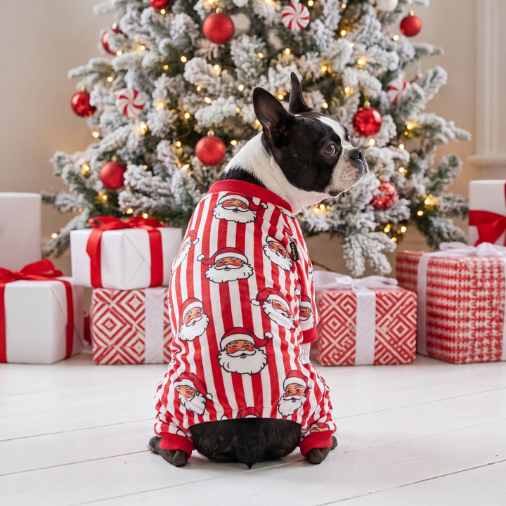 Black and white Boston Terrier dog sits in front of a decorated Christmas tree wearing a red and white striped dog Christmas pjs with Santa Claus faces