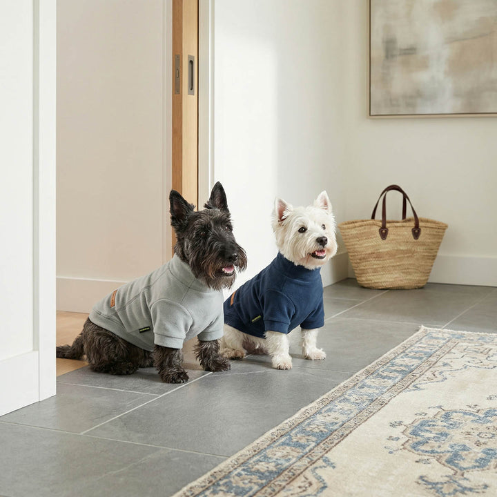 Two small dogs wearing dog sweaters in a bright home interior. Black dog on the left wears a light gray sweater, and a white dog on the right wears a navy blue sweater