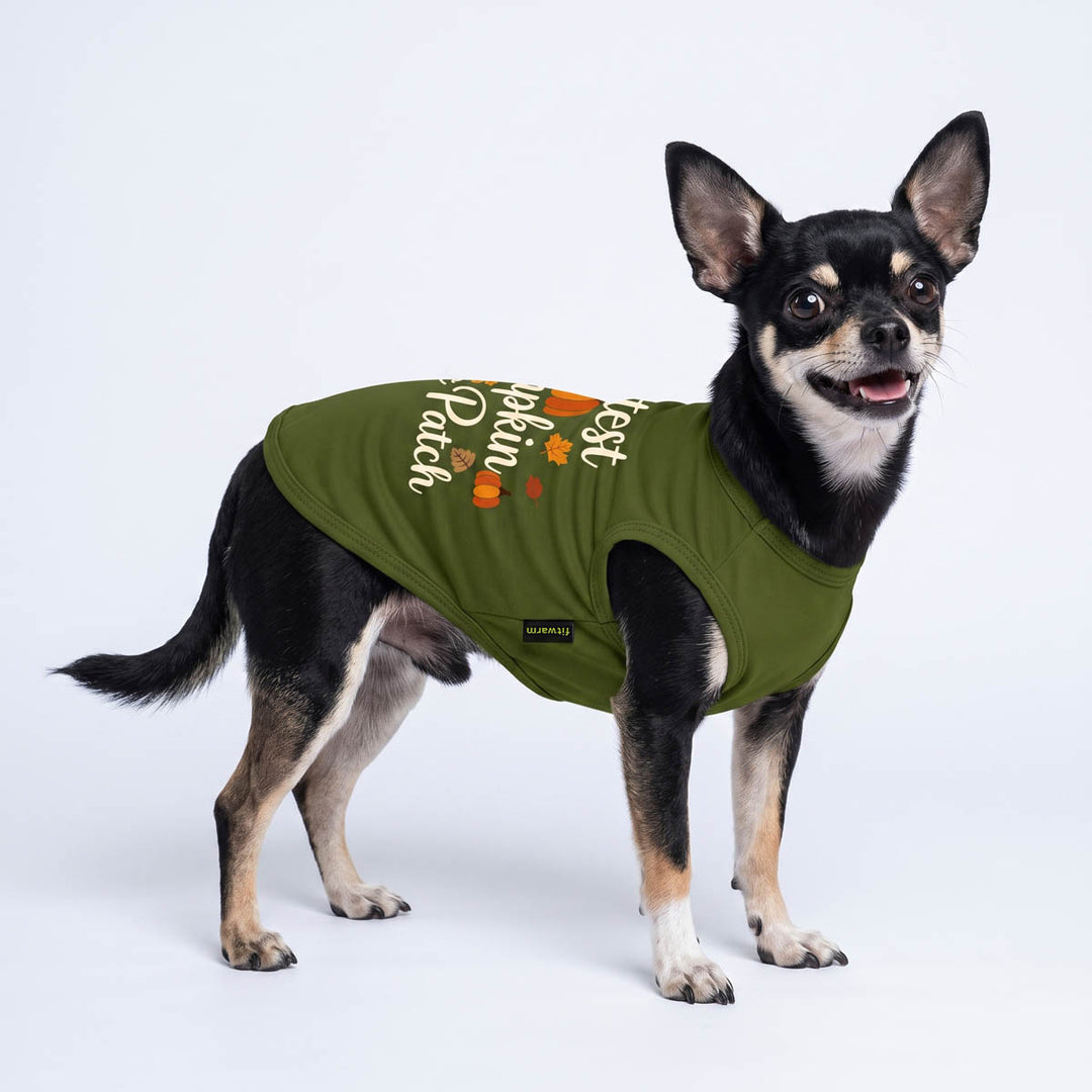 Chihuahua dog wearing an olive green dog t-shirt with a white graphic that reads 'Best Pumpkin Patch' and small orange pumpkin prints, photographed against a clean white studio background