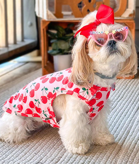 Shih Tzu Puppy Clothes | Designer Dog Outfit | Fitwarm Shih Tzu Puppy Clothes | Designer Dog Outfit | Fitwarm