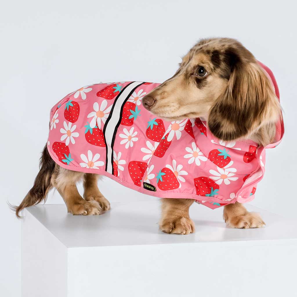 Dachshund in a Strawberry Raincoat - Fitwarm Dog Clothes