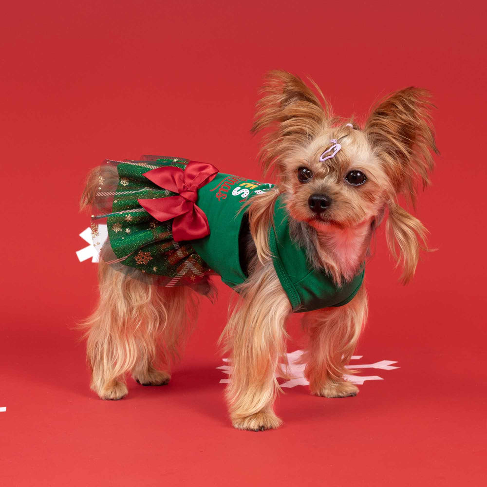 Yorkshire Terrier dressed in festive christmas dog dress featuring green fabric and sparkling details