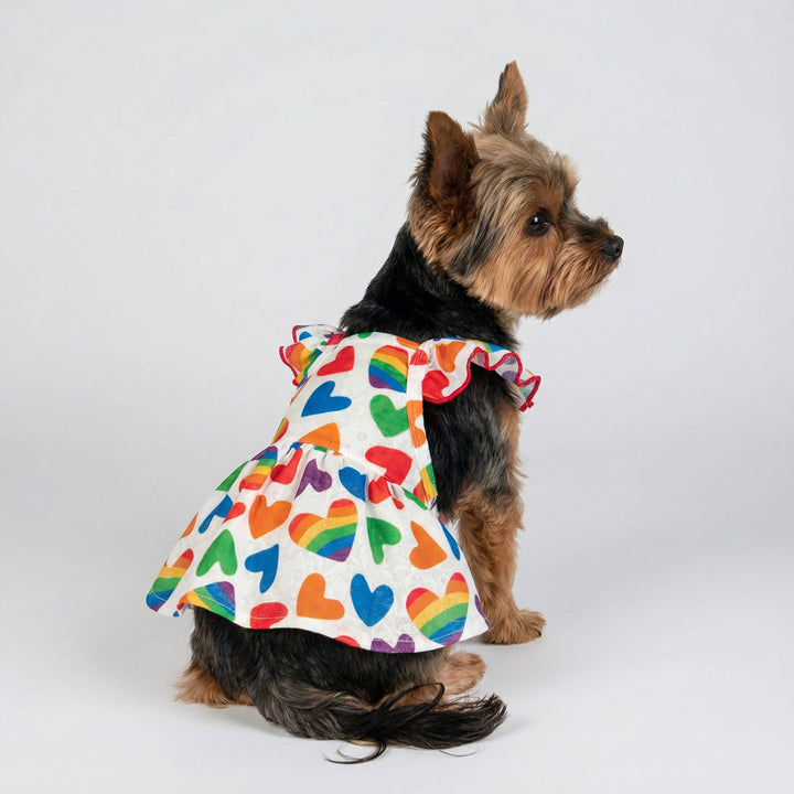 Small dog sitting in profile wearing a dog dress decorated with colorful rainbow heart prints