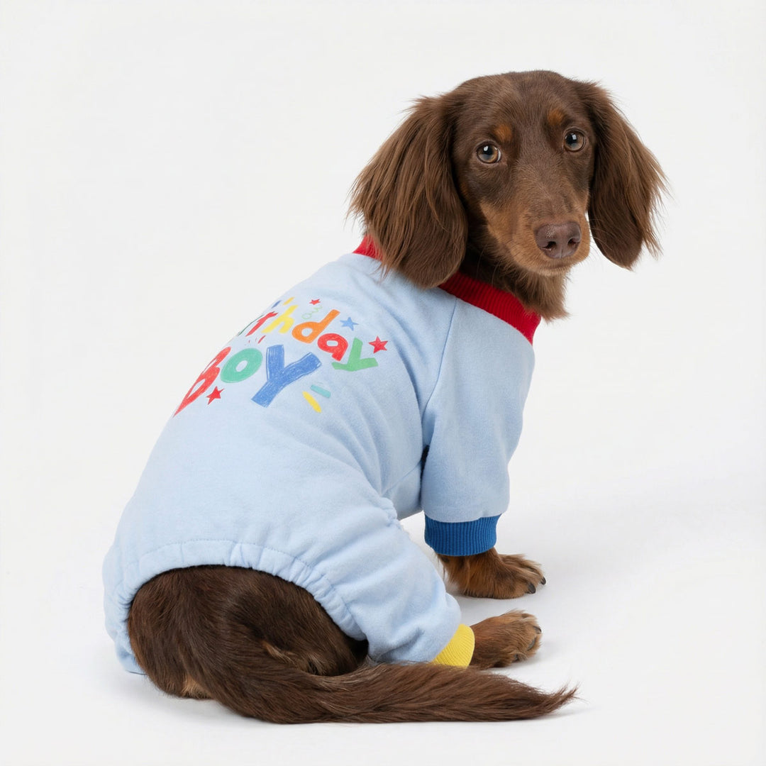 Dachshund in a birthday boy dog pjs