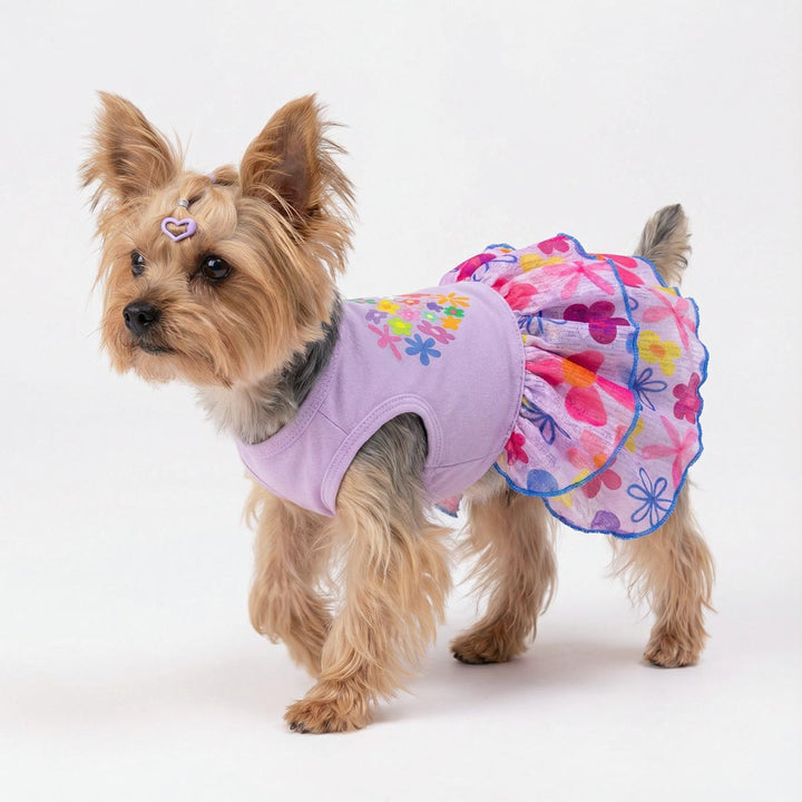 Yorkie wearing a colorful dog dress with floral design on a white background