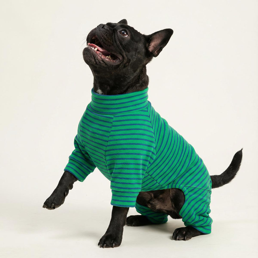 Black French bulldog dressed in classic dog striped onesie, posed upright on a clean white studio background