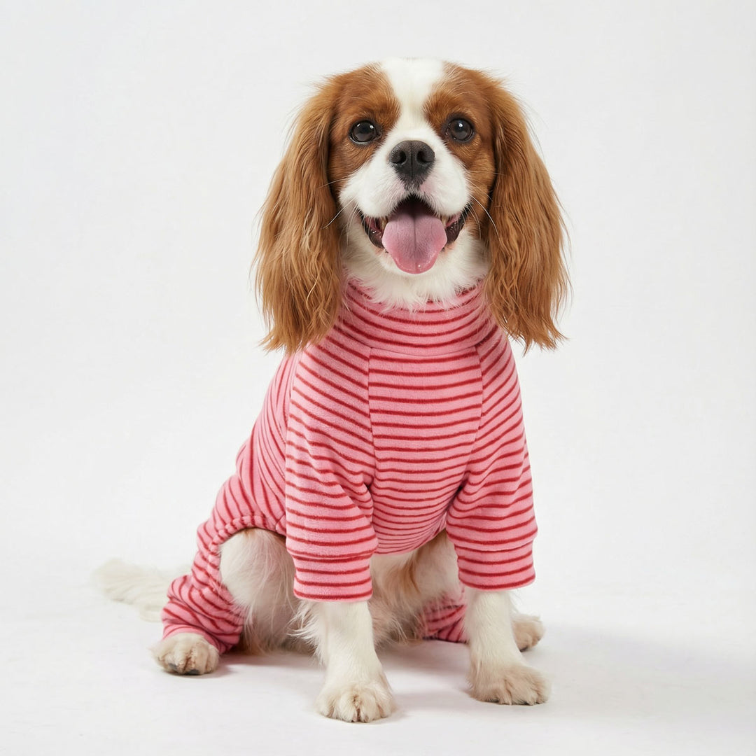 Happy Cavalier King Charles Spaniel wearing pink striped dog pajamas, sitting on a clean white studio background