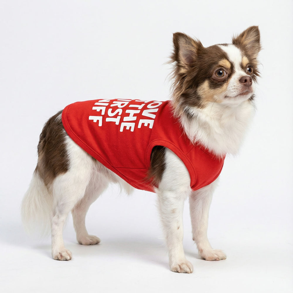Long haired chihuahua wearing a valentine dog tank top