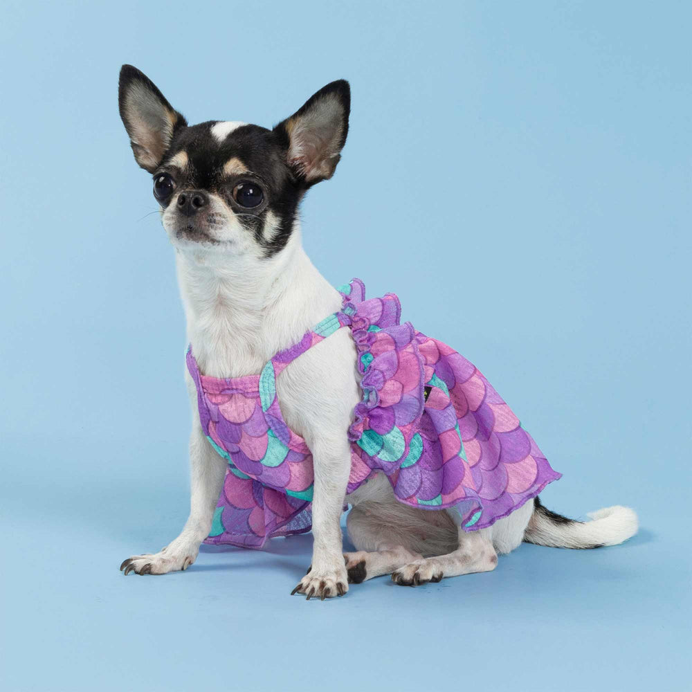 Small dog wearing a colorful mermaid dog dress with purple and aqua scale patterns
