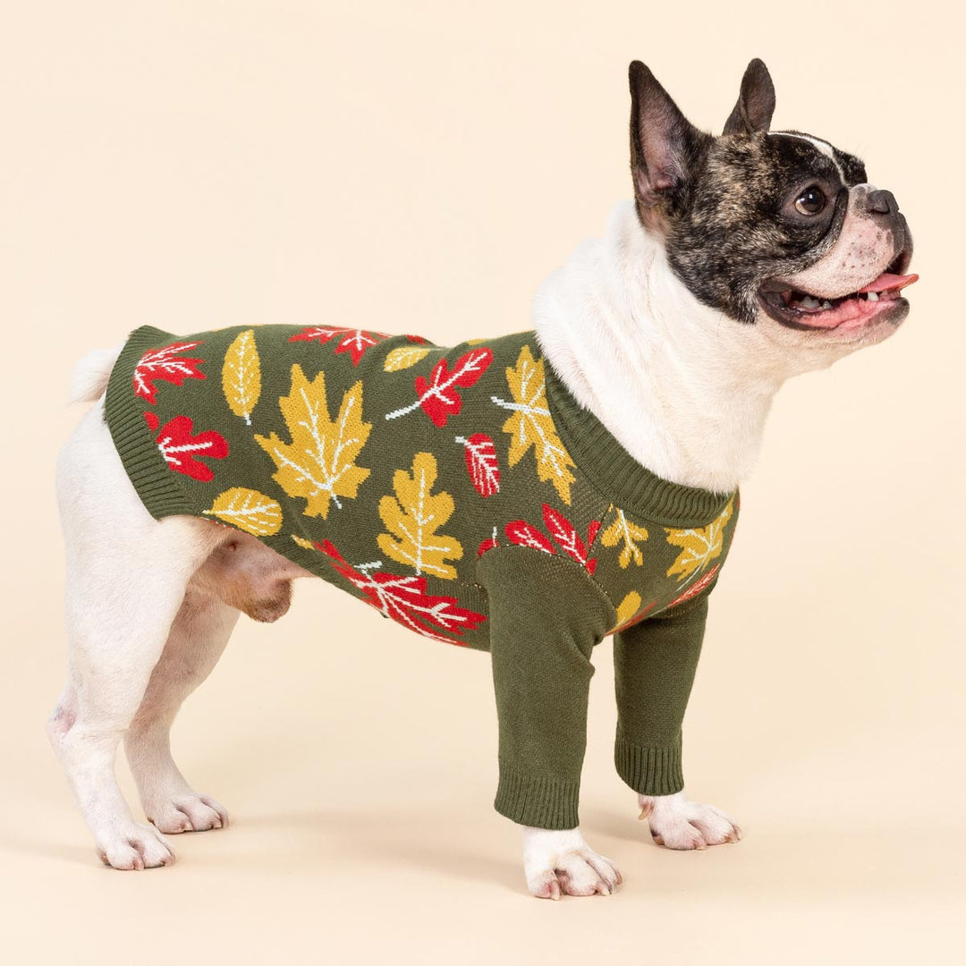 Dog wearing a fall-themed dog sweater with red, yellow, and beige leaf prints