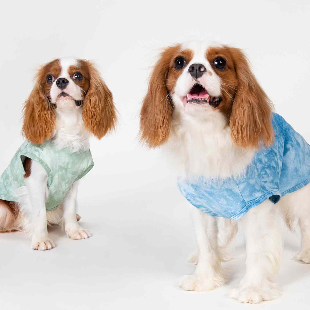 King Charles Spaniels in Tie Dye Dog Shirts - Fitwarm Dog Clothes