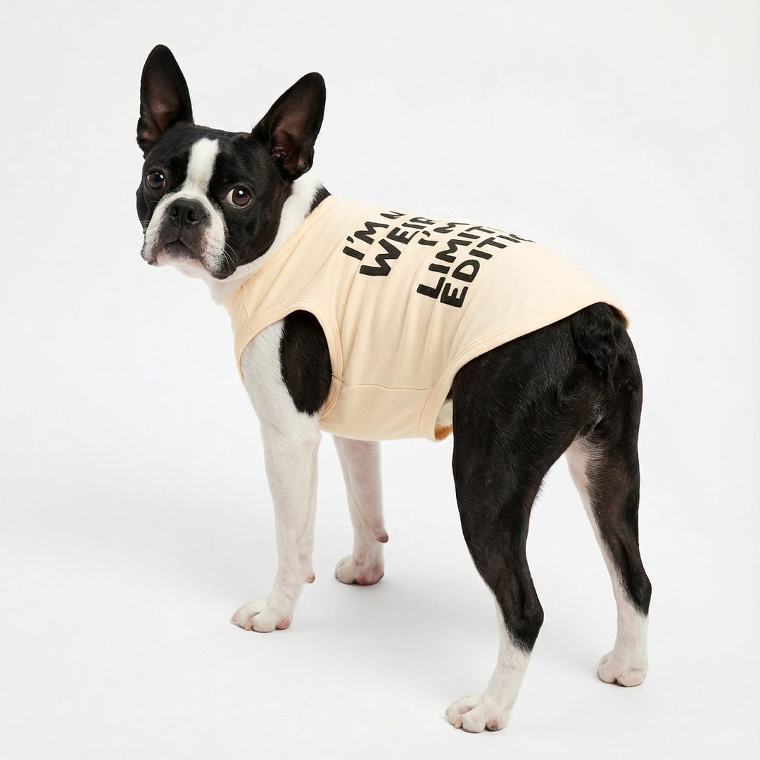 Boston Terrier wearing a dog tank top with encouraging lettering