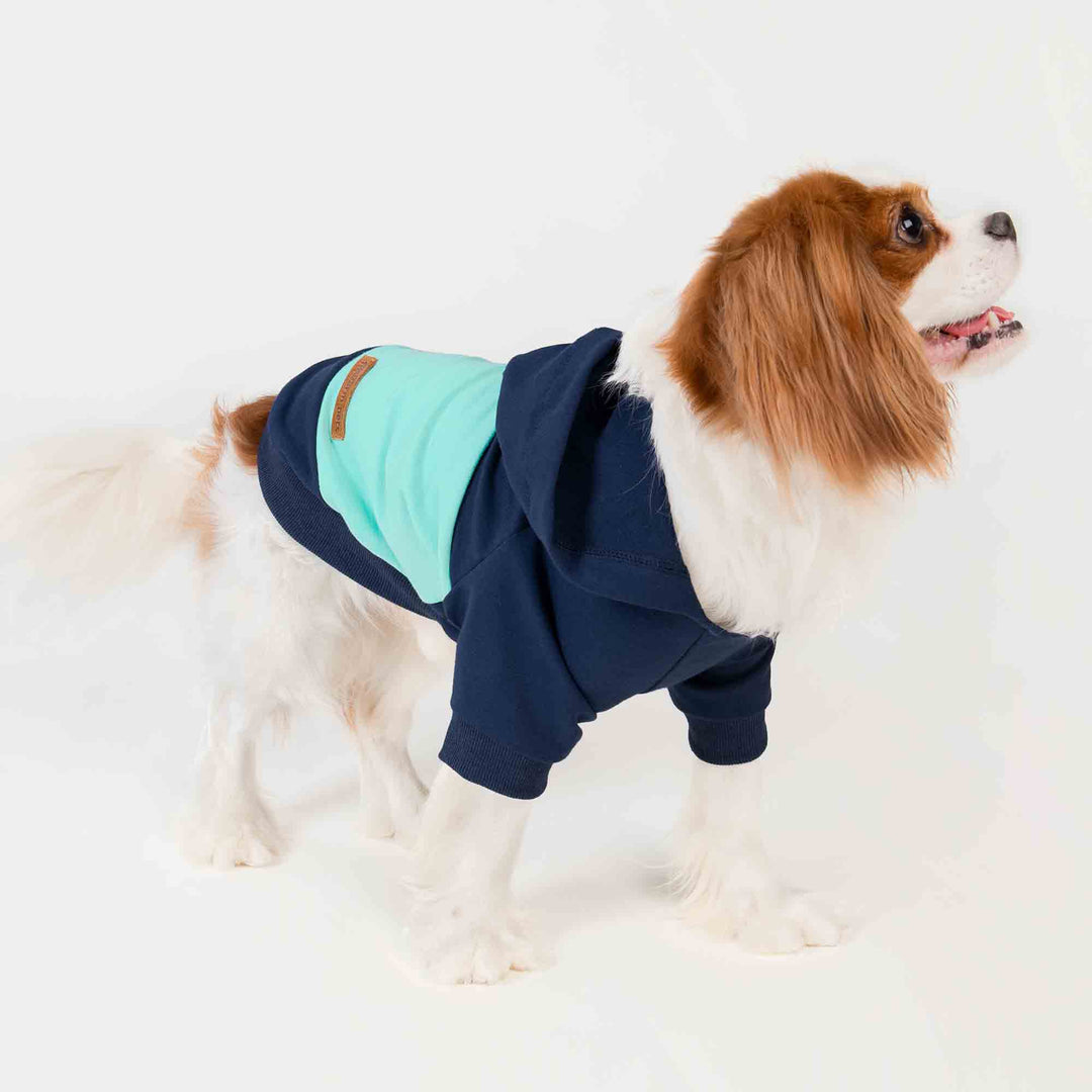 Blue Color Block Dog Hoodie for King Charles Spaniel - Fitwarm Dog Clothes