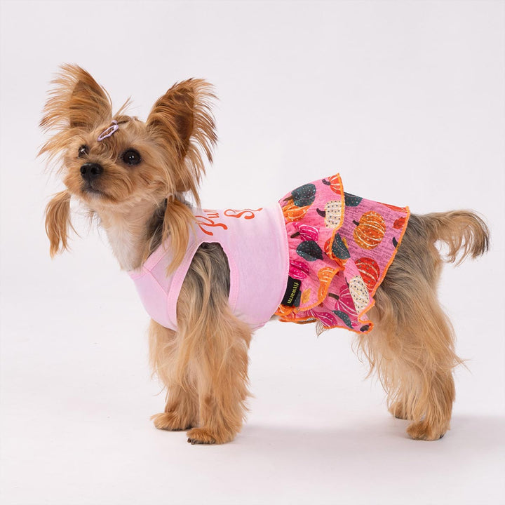 Cute dog modeling colorful pumpkin-themed Thanksgiving dog dress