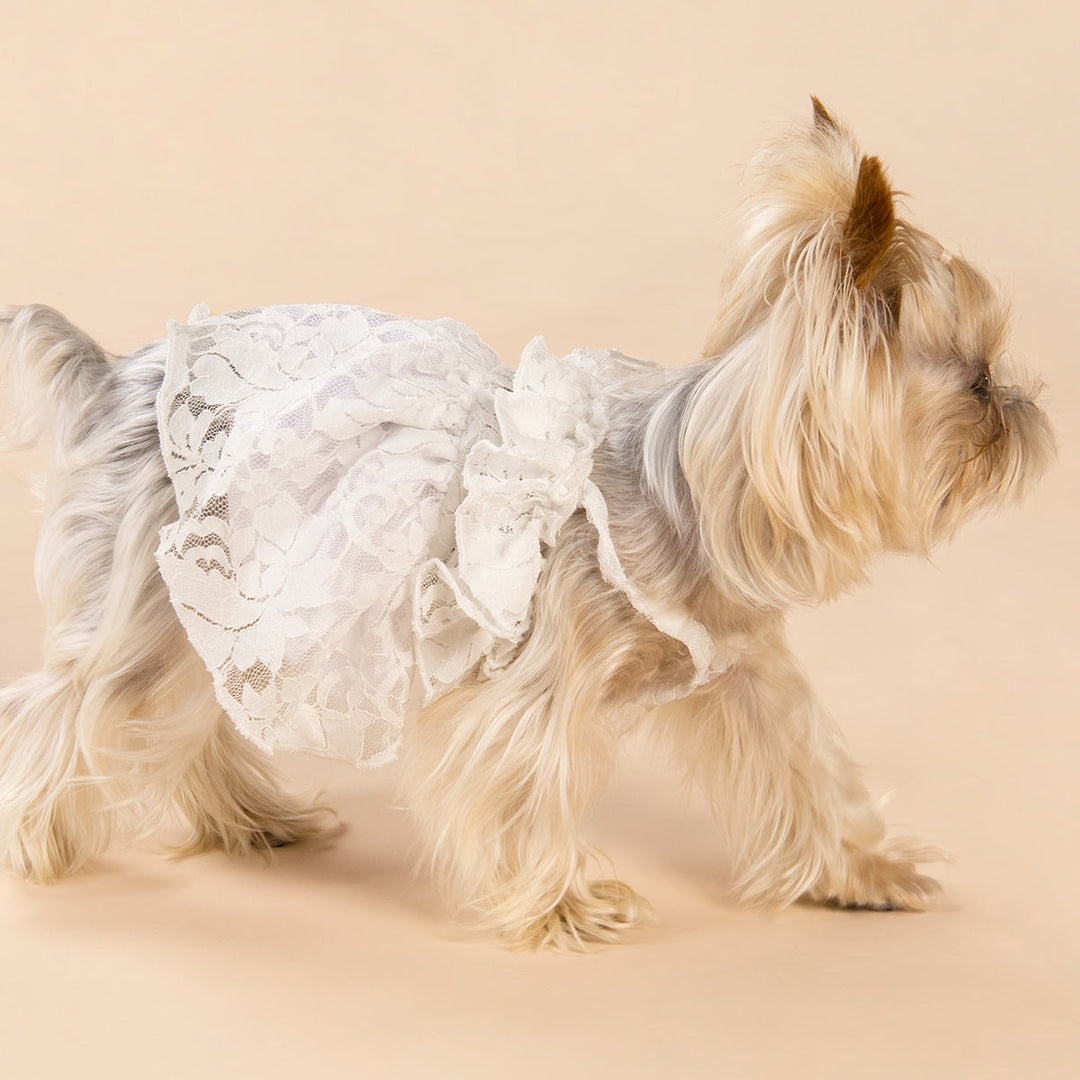 Lace Dog Dress | Elegant Summer Style Fitwarm Lace Dog Dress | Elegant Summer Style Fitwarm