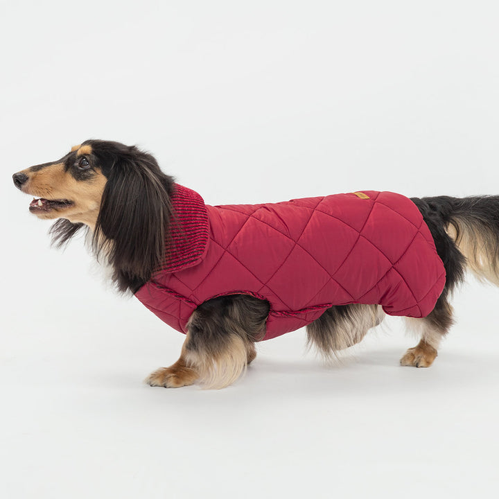 Small dog dressed in warm dog coat with quilted padded shell