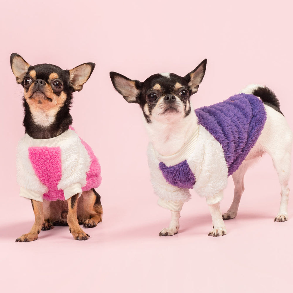Two Chihuahuas in color block fleece dog sweaters, perfect for fall and winter. Thermal and warm dog apparel.