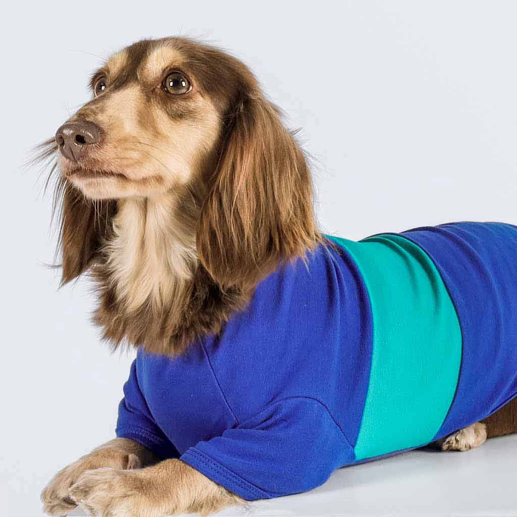  Dachshund in a Blue and Green Color Block Dog Shirt - Fitwarm Dog Clothes