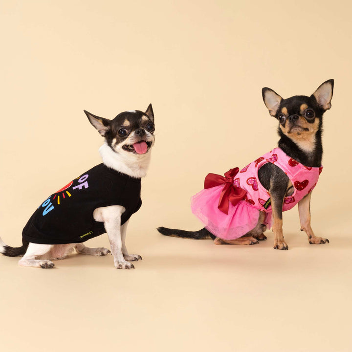 Two chihuahuas wearing a dog shirt and a dog dress posed together for a valentine themed photo