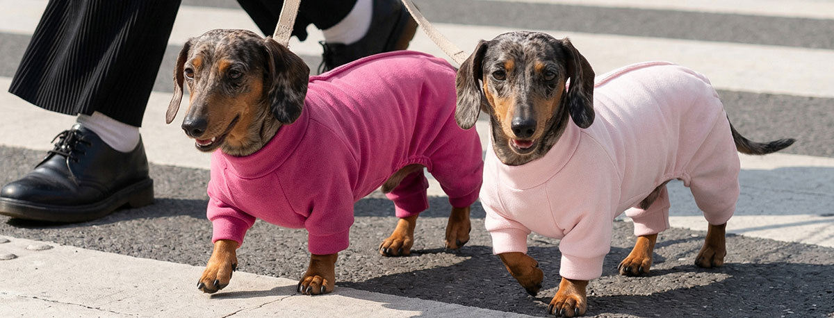 Two dachshunds in pink dog pjs walking on a street.