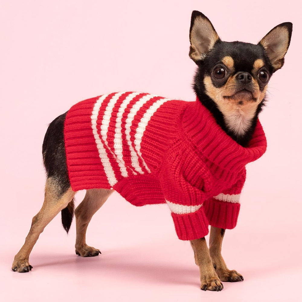 Chihuahua dog in red and white striped turtleneck sweater. Thermal knitted design for winter.