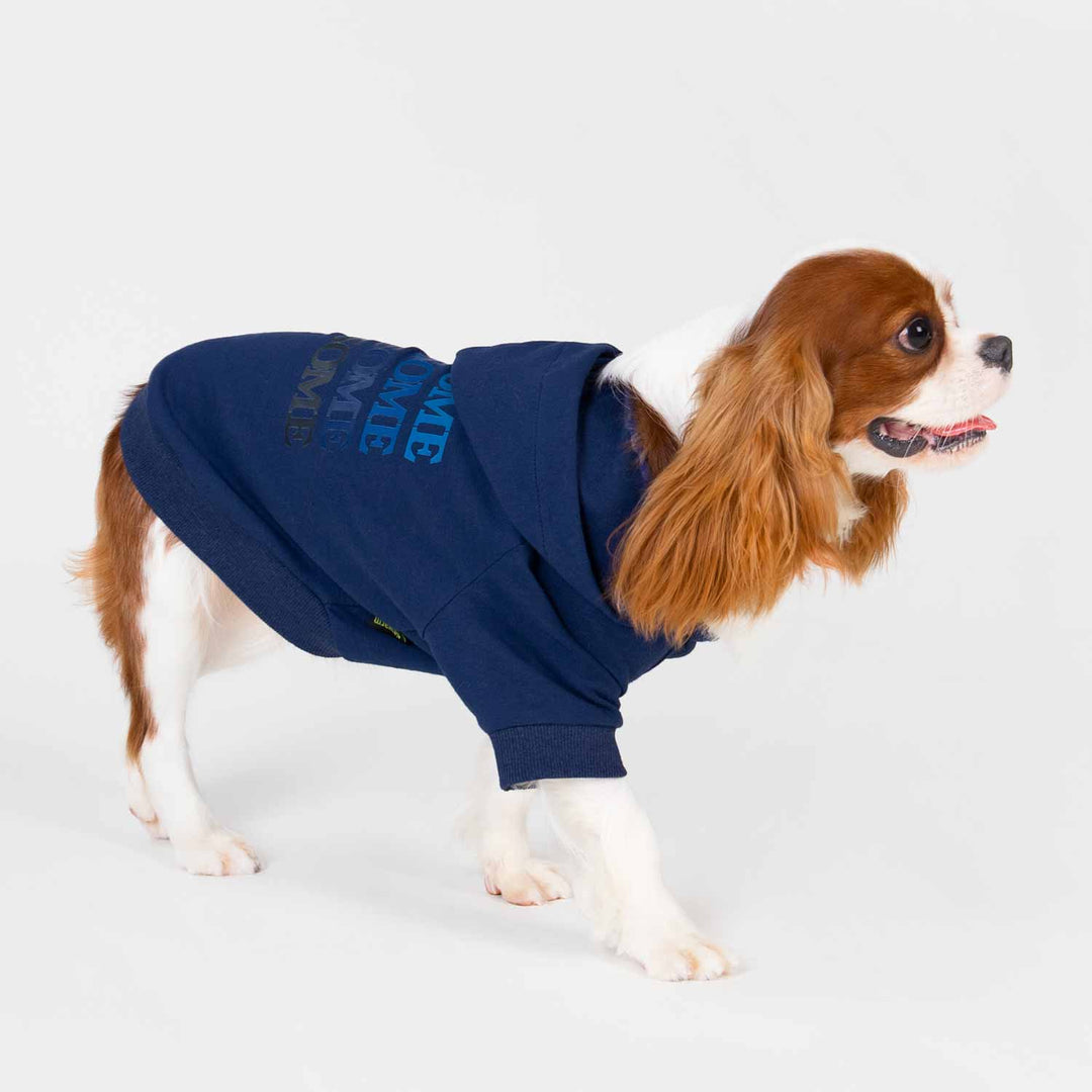 King Charles Spaniel in a Blue Dog Hoodie with Pawsome Lettering - Fitwarm Dog Clothes