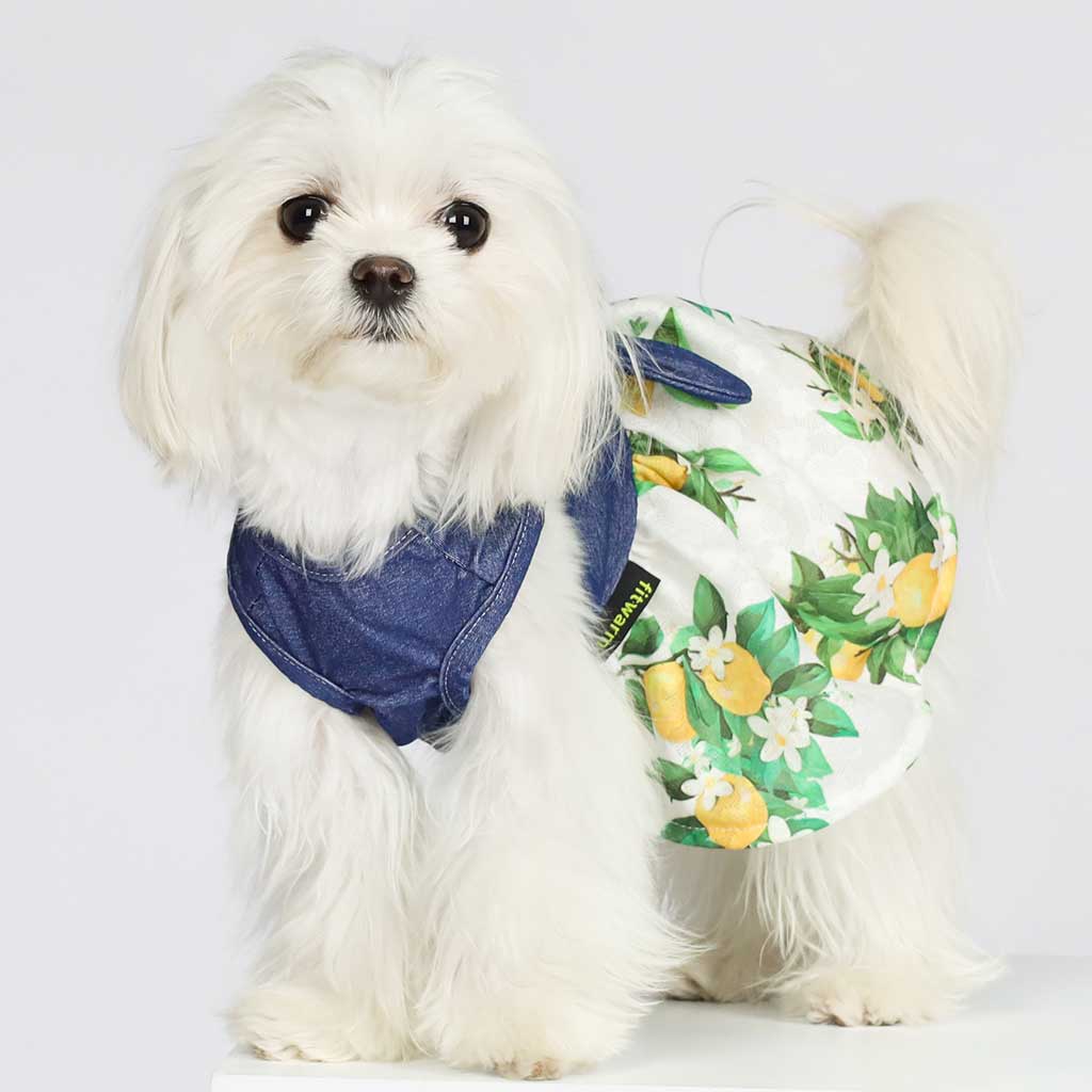 Denim Dog Dress with Lemon Prints for Malteses - Fitwarm Dog Clothes