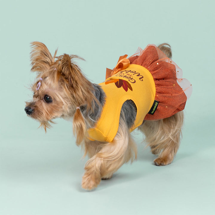 Adorable Yorkie dressed in turkey-themed dog dress celebrating Thanksgiving